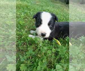 Border Collie Puppy for sale in ELLSWORTH, ME, USA