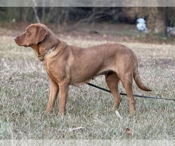 Medium Photo #4 Labralas Puppy For Sale in Attalka, AL, USA