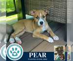 Small #1 Boxer Mix