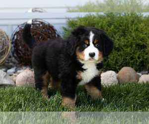 Bernese Mountain Dog Puppy for sale in TOPEKA, IN, USA