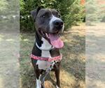 Small #2 American Pit Bull Terrier