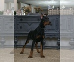 Small #5 Doberman Pinscher
