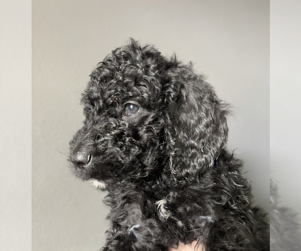 Medium Photo #2 Goldendoodle Puppy For Sale in HOMOSASSA, FL, USA