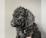 Small #1 Goldendoodle