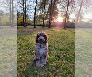 Father of the Poodle (Standard) puppies born on 04/20/2025
