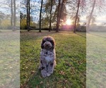 Small Photo #1 Poodle (Standard) Puppy For Sale in BATTLE GROUND, WA, USA
