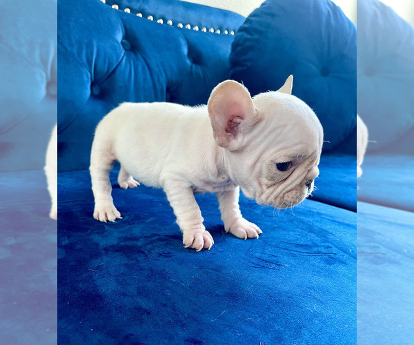 Medium Photo #15 French Bulldog Puppy For Sale in HOUSTON, TX, USA
