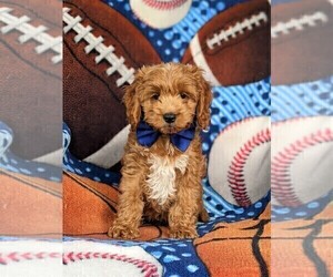 Cock-A-Poo Puppy for sale in NEW HOLLAND, PA, USA