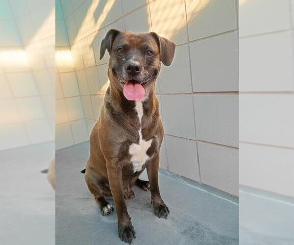 Medium Photo #1 American Pit Bull Terrier-Unknown Mix Puppy For Sale in Corpus Christi, TX, USA