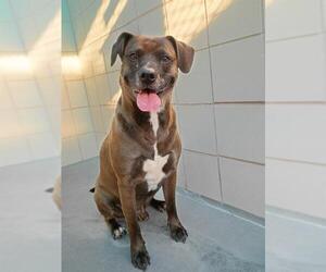 American Pit Bull Terrier-Unknown Mix Dogs for adoption in Corpus Christi, TX, USA