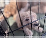 Small #26 Goldendoodle