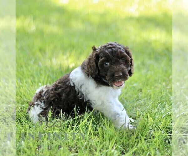 Medium Photo #3 Cock-A-Poo Puppy For Sale in RONKS, PA, USA