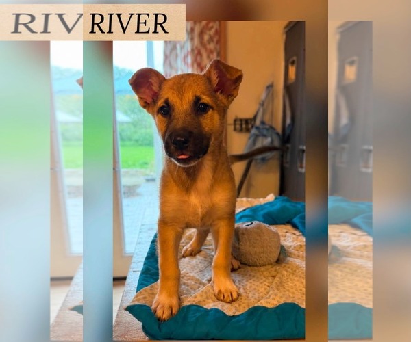 Medium Photo #1 German Shepherd Dog-Unknown Mix Puppy For Sale in Woodbury, NY, USA