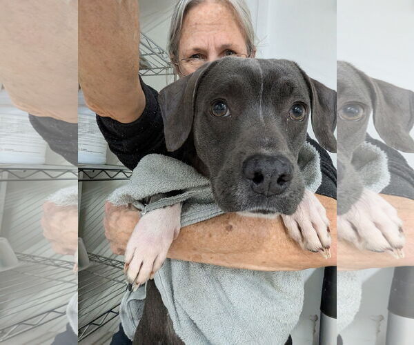 Medium Photo #6 Mutt Puppy For Sale in Murfreesboro, NC, USA