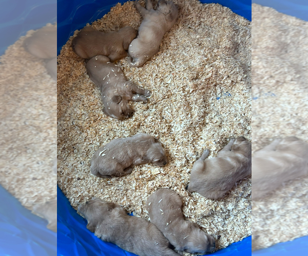 Medium Photo #7 Golden Retriever Puppy For Sale in COLUMBUS, IN, USA
