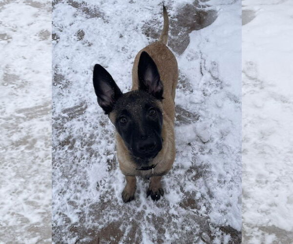 Medium Photo #4 Mutt Puppy For Sale in Rochester, NY, USA