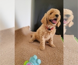 Goldendoodle (Miniature) Puppy for sale in LELAND, IL, USA