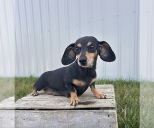 Mother of the Dachshund puppies born on 06/06/2025