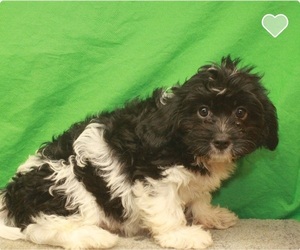 Cavalier King Charles Spaniel-Poodle (Toy) Mix Puppy for sale in SHAWNEE, OK, USA