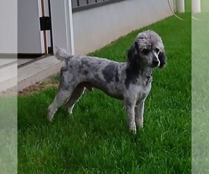 Father of the Poodle (Miniature) puppies born on 04/27/2026