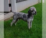 Small Photo #1 Poodle (Miniature) Puppy For Sale in GORDONVILLE, PA, USA