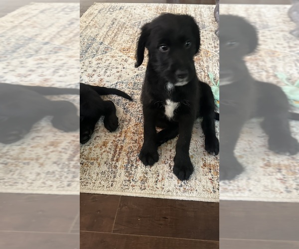 Medium Photo #17 Labradoodle Puppy For Sale in KIRKSVILLE, MO, USA