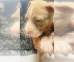Small Photo #15 American Bully Puppy For Sale in LAKE STATION, IN, USA