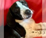 Small #5 Beagle Mix