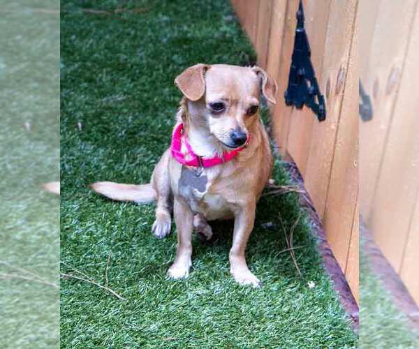 Medium Photo #4 Chihuahua-Unknown Mix Puppy For Sale in Kennesaw, GA, USA