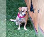Small #3 Chihuahua Mix