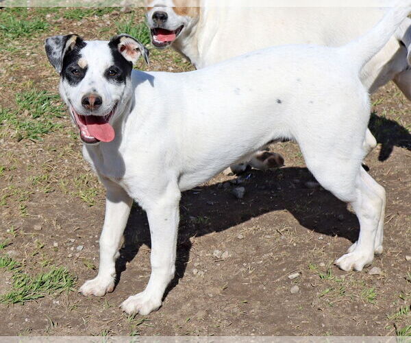 Medium Photo #3 Labrador Retriever-Unknown Mix Puppy For Sale in Green Forest, AR, USA