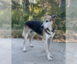 Small #2 German Shepherd Dog Mix