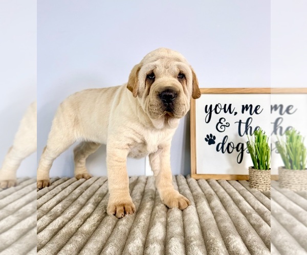 Medium Photo #4 Cocker-Pei Puppy For Sale in GREENFIELD, IN, USA