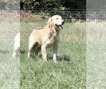 Small Photo #1 Golden Retriever Puppy For Sale in NEOLA, WV, USA