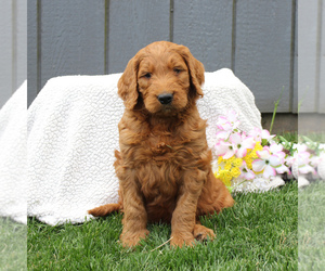 Goldendoodle-Poodle (Standard) Mix Puppy for sale in EAST EARL, PA, USA