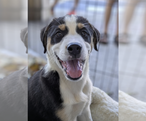 Border-Aussie Dogs for adoption in Fresno, CA, USA