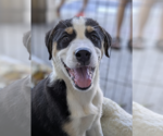 Small Border-Aussie