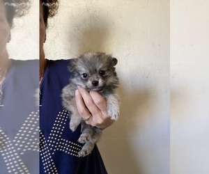 Pomeranian Puppy for sale in SIERRA VISTA, AZ, USA