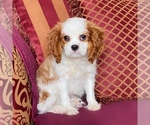 Small Photo #4 Cavalier King Charles Spaniel Puppy For Sale in MIAMI, FL, USA