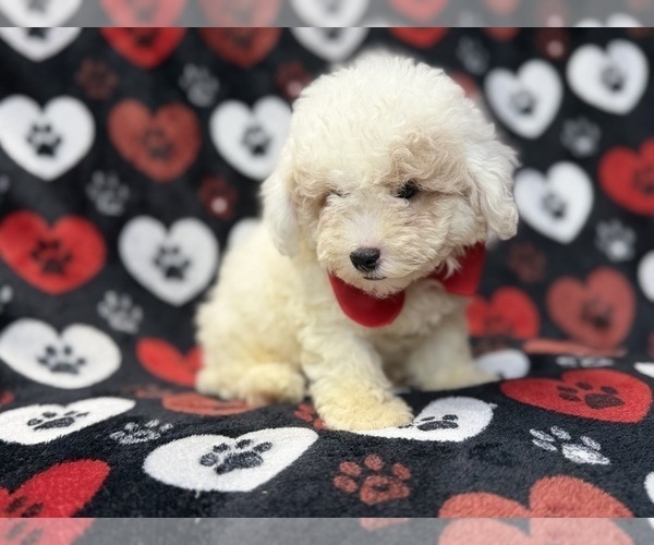 Medium Photo #3 Bichpoo Puppy For Sale in LAKELAND, FL, USA