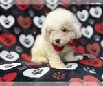 Hex - Male Bichpoo Puppy for Sale - Photo #3