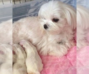 Mother of the Maltese puppies born on 09/17/2025