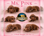 Puppy Ms Pink Labrador Retriever