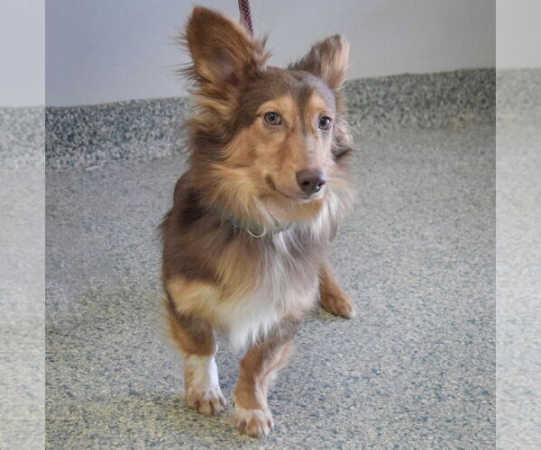 Medium Photo #4 Dachshund-Unknown Mix Puppy For Sale in Huntley, IL, USA