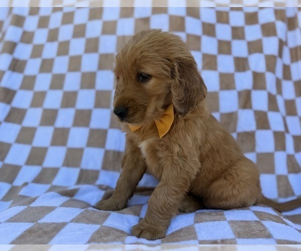 Medium Photo #4 Golden Retriever Puppy For Sale in LAKELAND, FL, USA