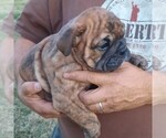 Small Photo #2 Bulldog Puppy For Sale in GREEN FOREST, AR, USA
