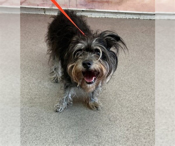 Medium Photo #1 Mutt Puppy For Sale in San Bernardino, CA, USA