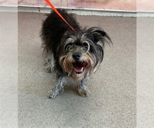 Mutt Dogs for adoption in San Bernardino, CA, USA