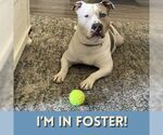Small #1 Staffordshire Bull Terrier Mix