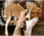 Small #1 Rat Terrier Mix